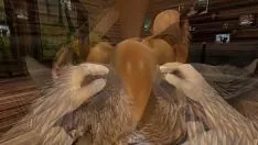 تشغيل المأوى الضريبي من المطر (hirsute / yiff)